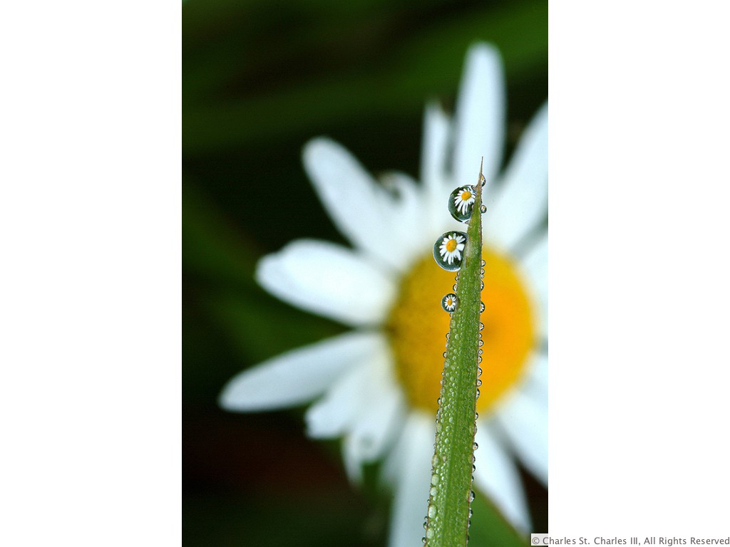 Daisy Dew Drop