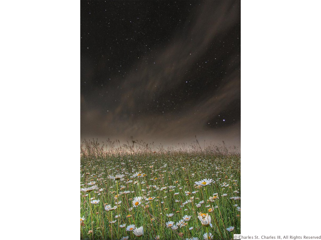 Dreaming Daisies