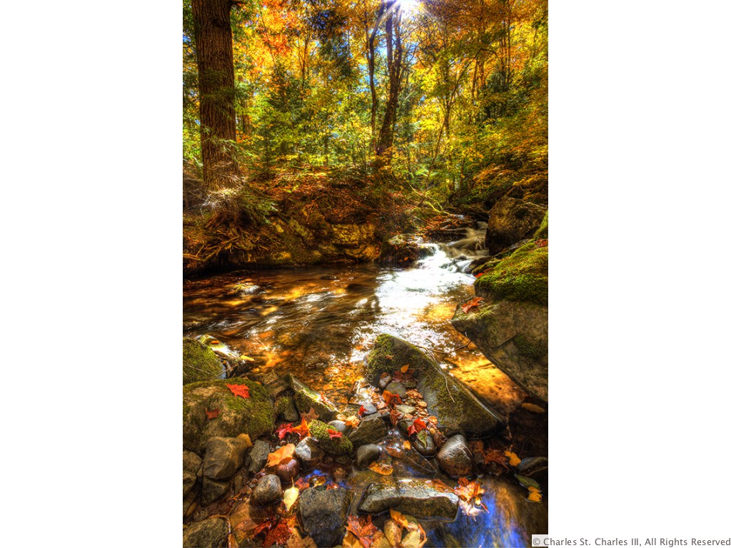 Enchanted Forest