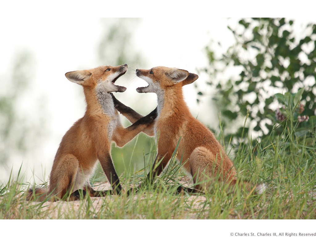 Fox  Duet