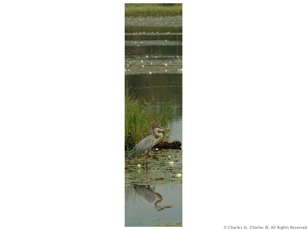 Blue Heron Repose