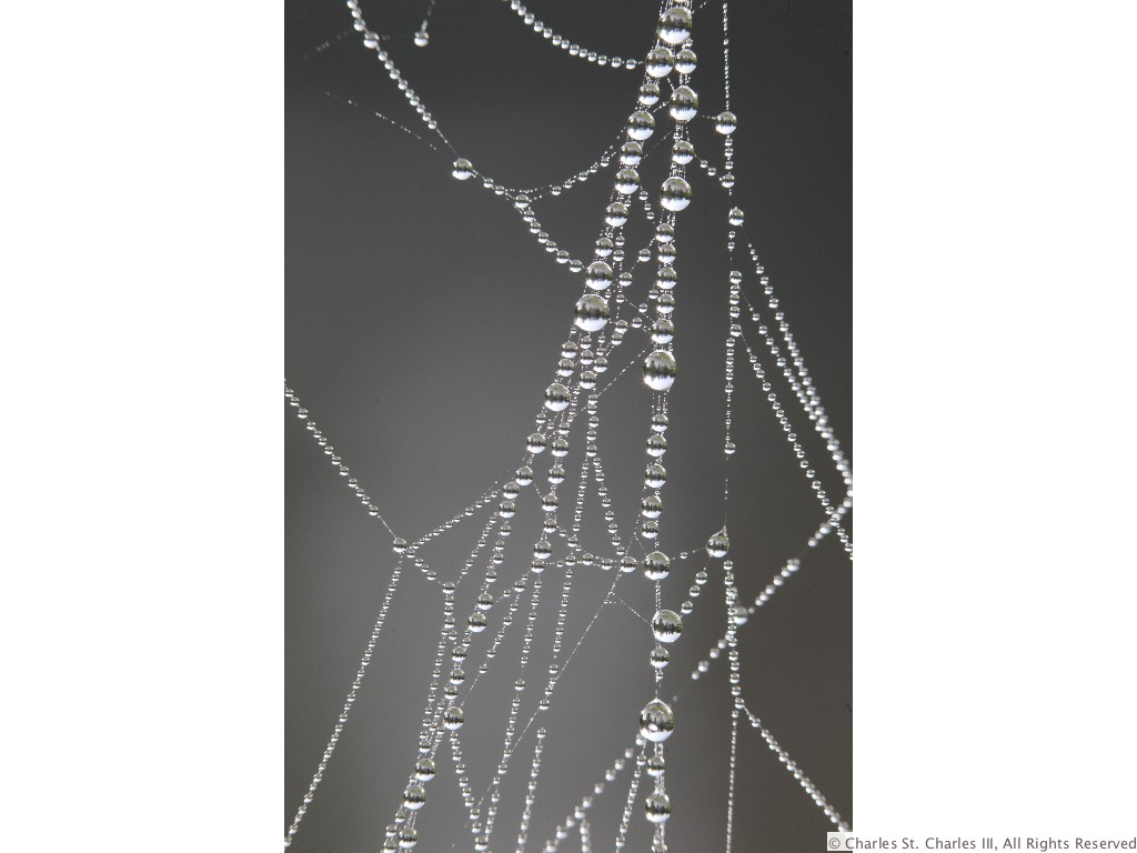 Silver Drops