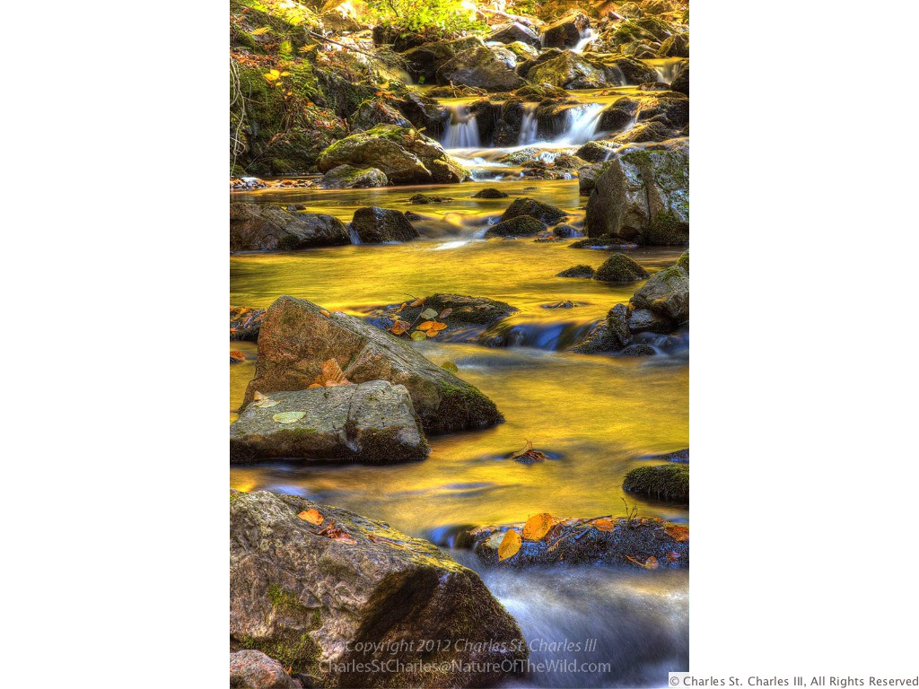 Pools Of Gold