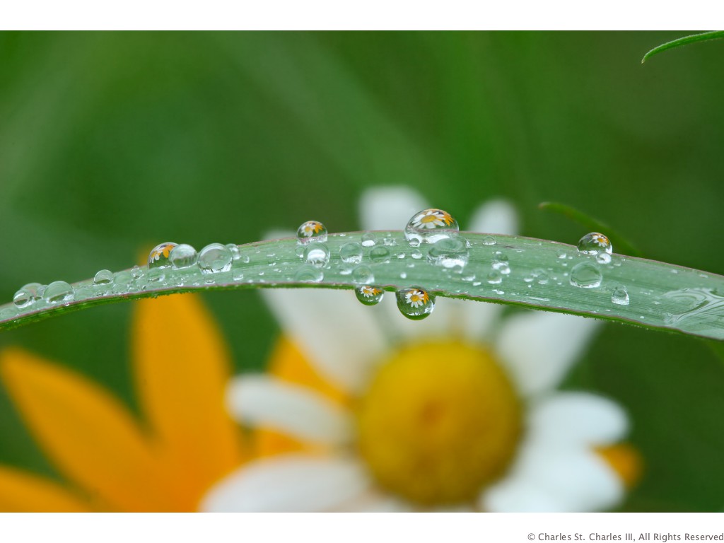 Black-eyed Susan