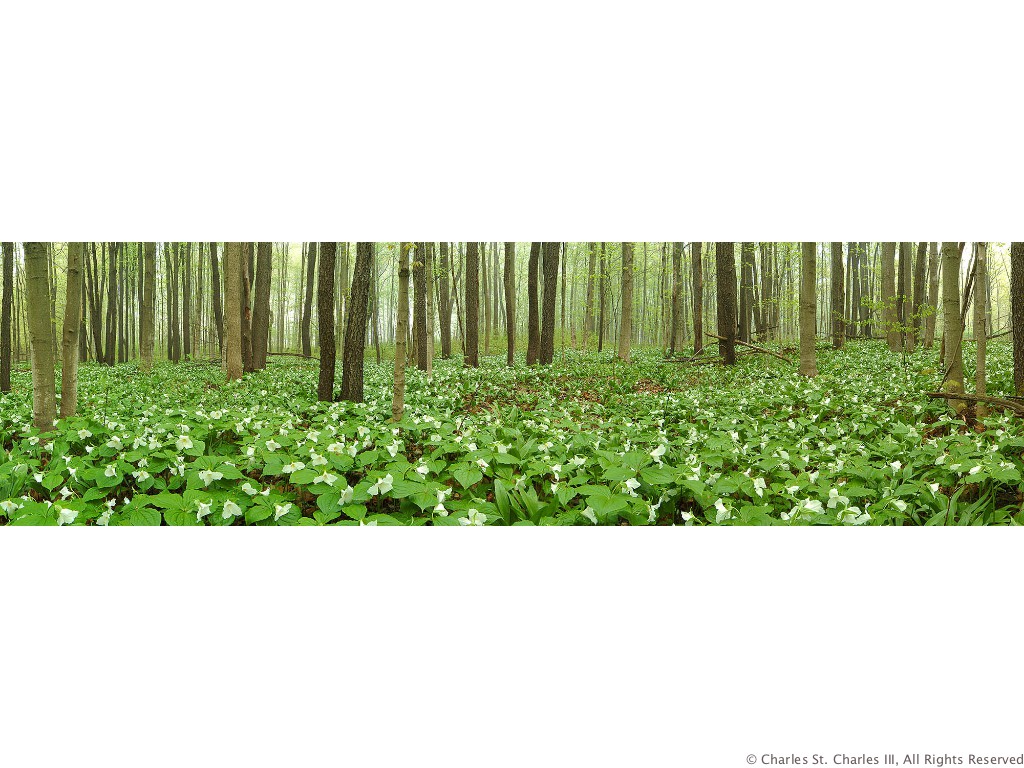 Trillions Of Trilliums